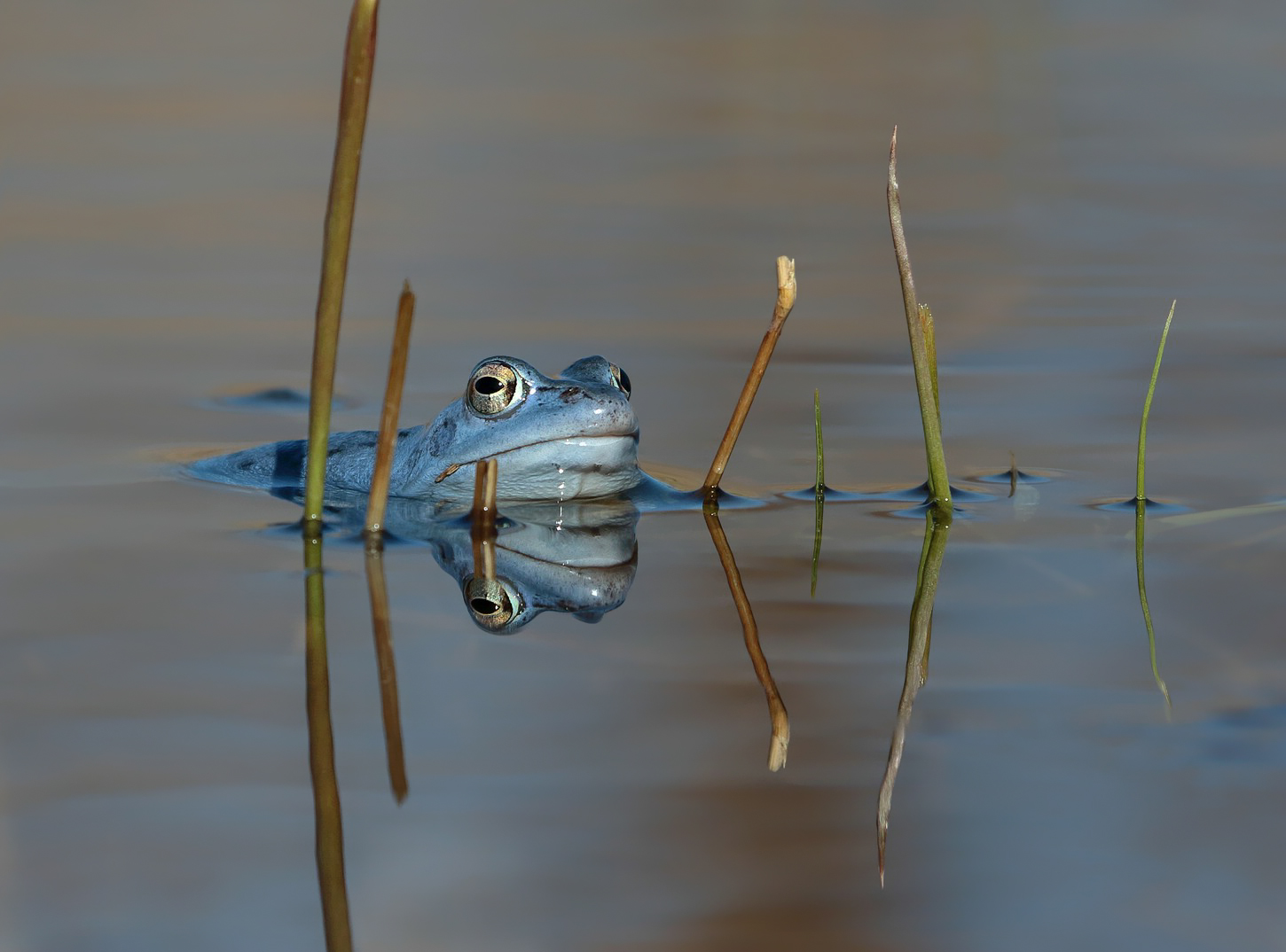 Die fast perfekte Spiegelung