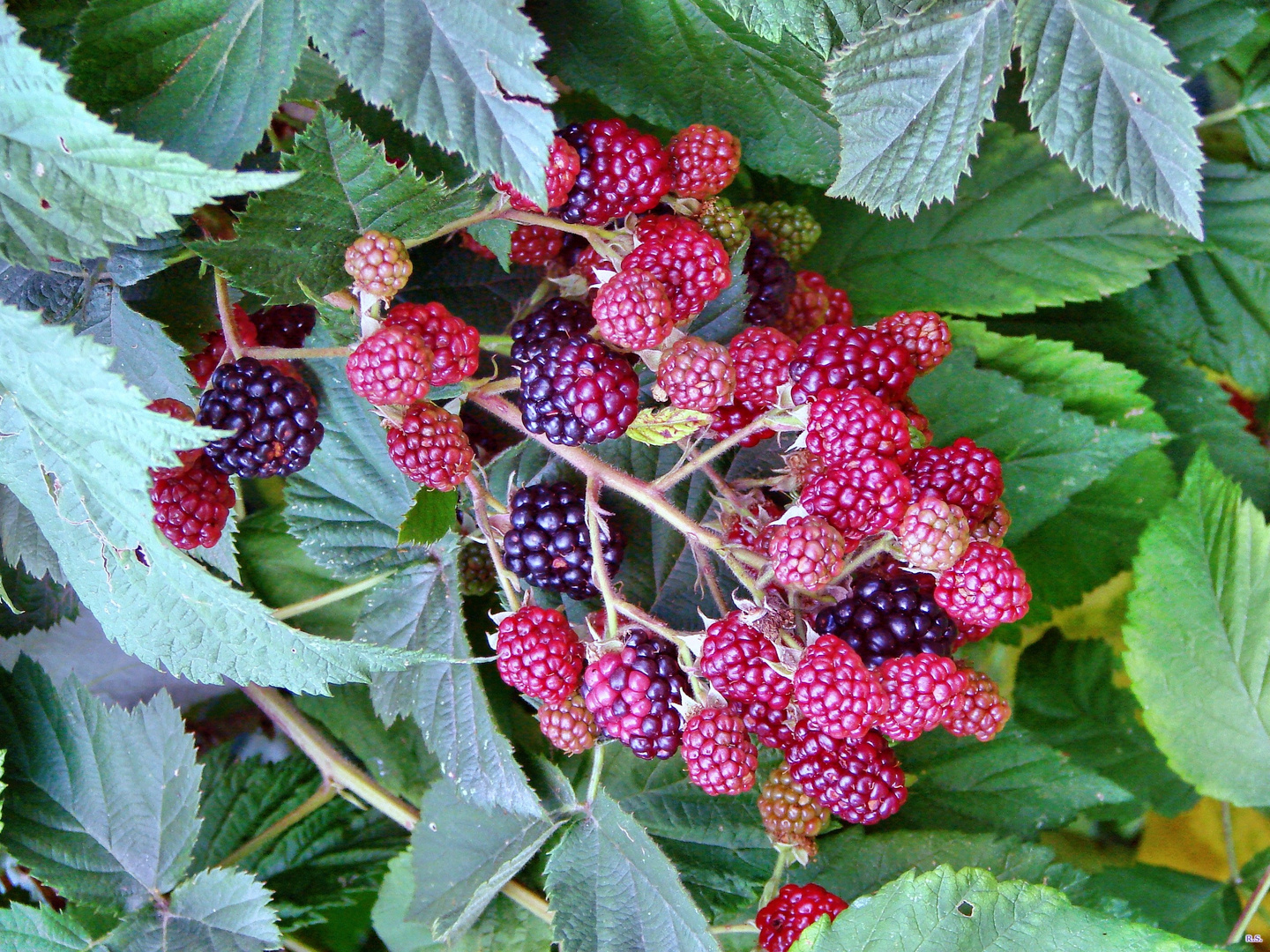 Die fast Reifen Brommbeeren!