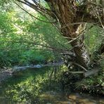 Die fast trockene Weil in Emmershausen 06