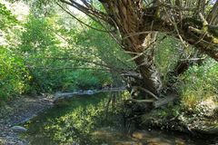 Die fast trockene Weil in Emmershausen 06