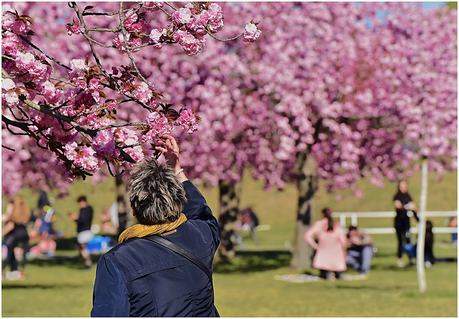 die Faszination der Kirschblüte