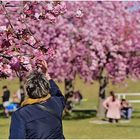 die Faszination der Kirschblüte