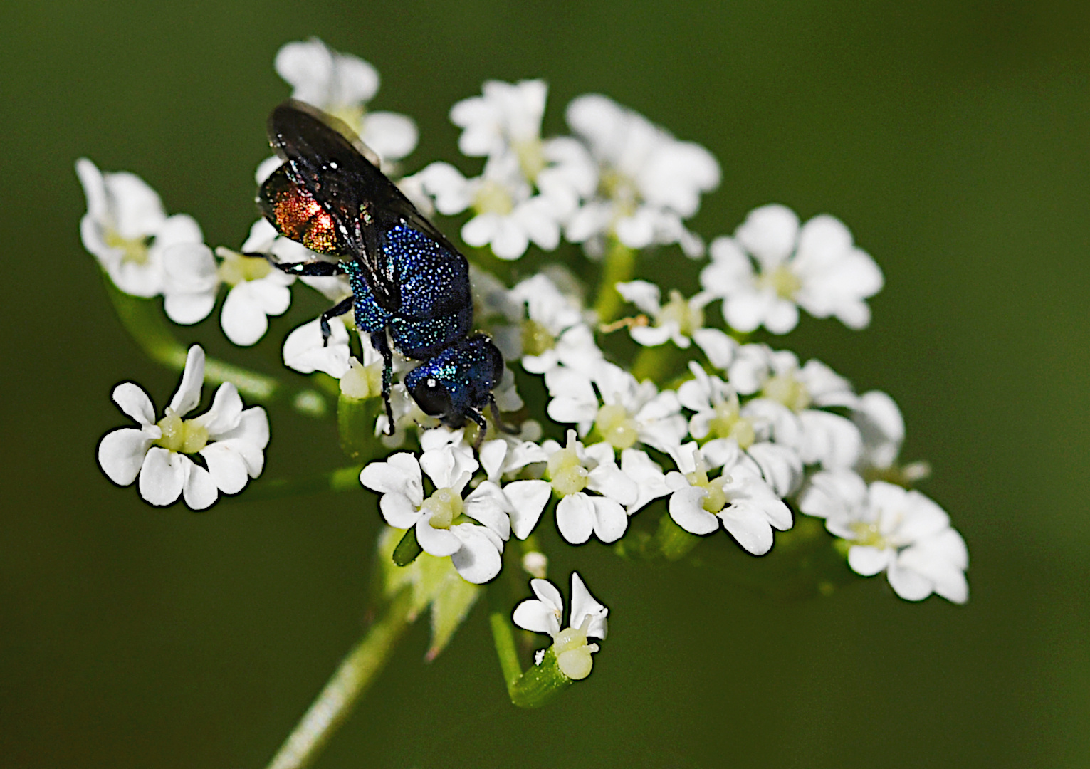 Die faszinierende Welt der Gemeinen Goldwespe (Chrysis ignita).