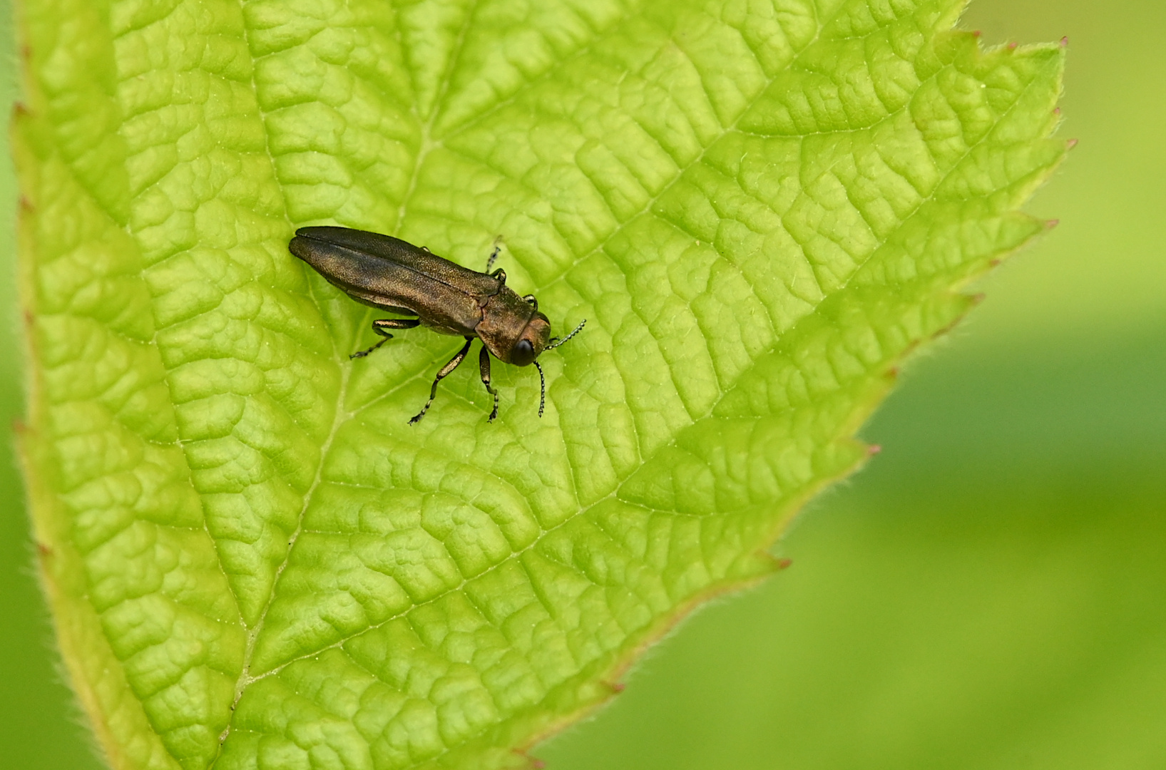DIE FASZINIERENDE WELT DER KÄFER Foto & Bild fotos, nature, nikon Bilder auf fotocommunity