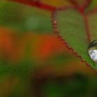 die faszinierende Welt des Wassers