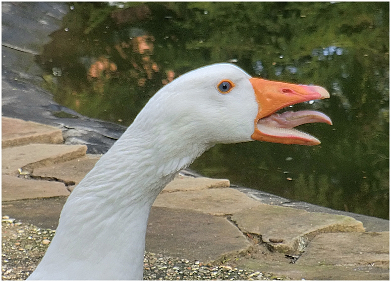 Die fauchende Gans