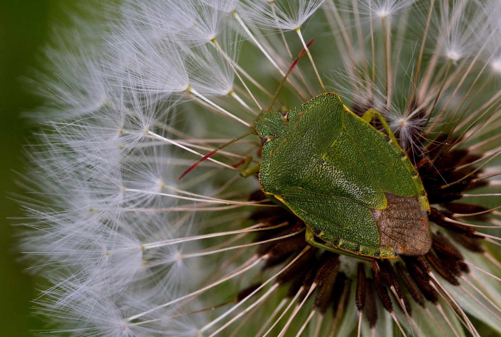 Die Faule Grete Foto & Bild makro, grün, natur Bilder auf