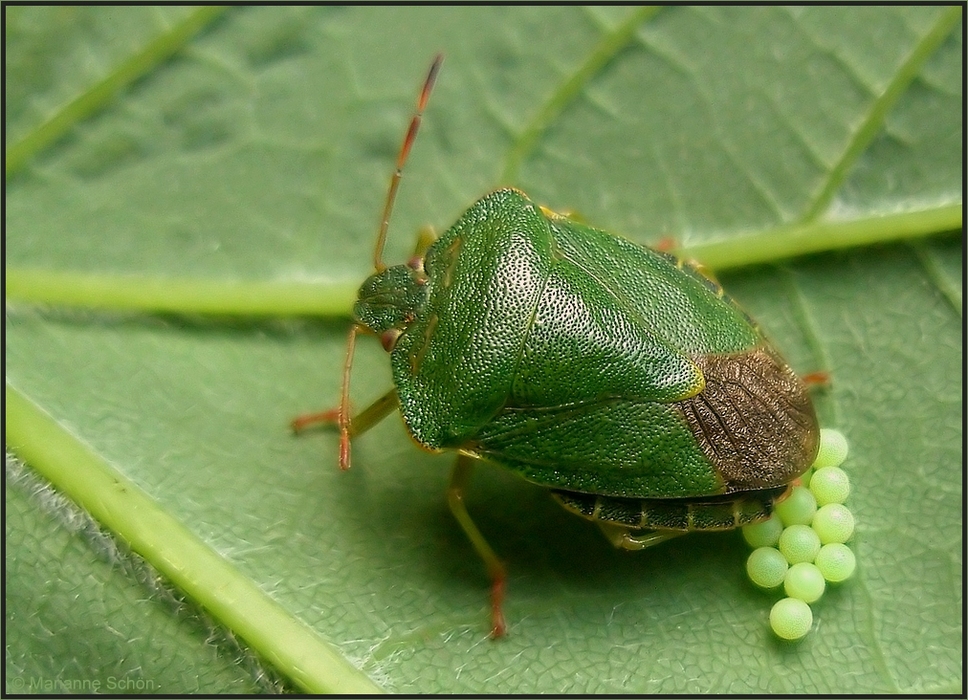 Die *Faule Grete*... Foto & Bild tiere, wildlife, insekten Bilder auf