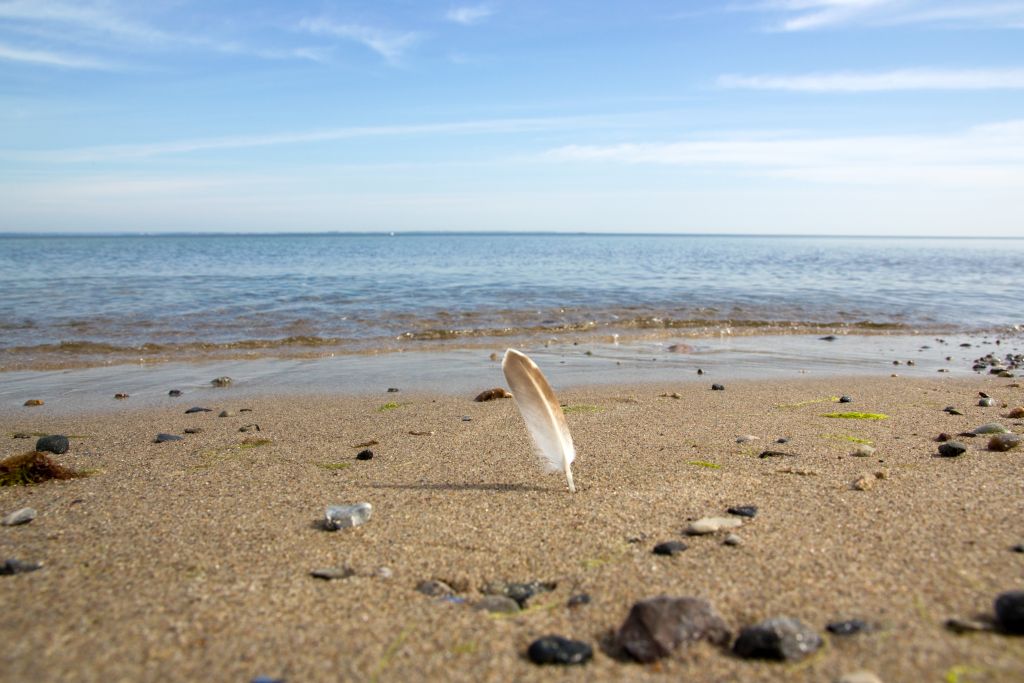 Die Feder am Meer