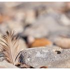 die Feder am Strand 