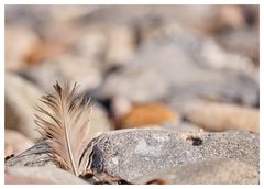 die Feder am Strand 