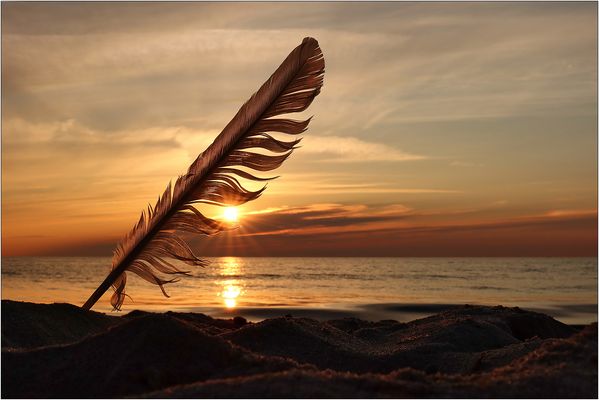 Die Feder am Strand...