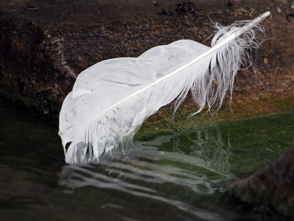 die feder Foto & Bild motive, schwanenfeder, natur Bilder auf
