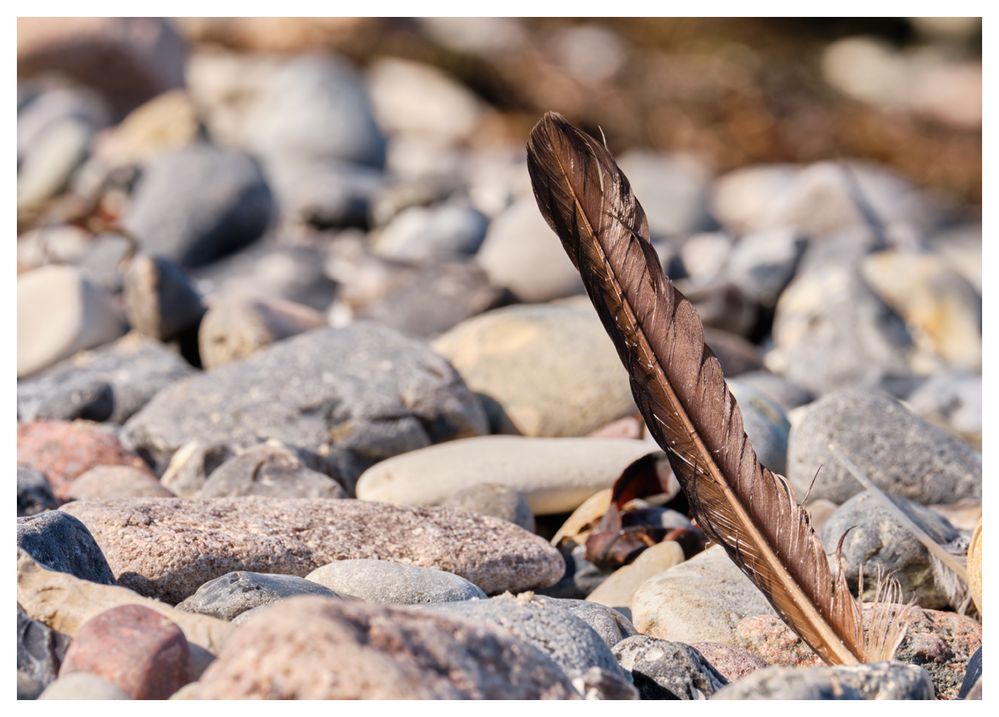 die Feder im Wind Foto & Bild world, sommer, ostsee Bilder auf