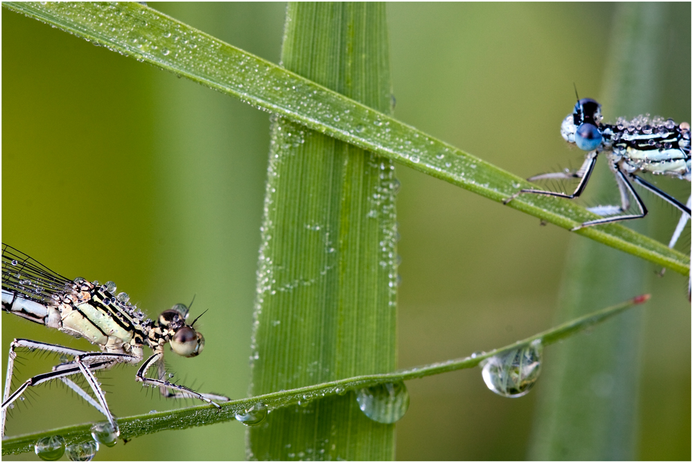 Die Federlibellen (Platysnemis penniges)........