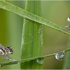 Die Federlibellen (Platysnemis penniges)........