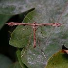 Die Federmotte Amblyptilia acanthadactyla war wieder im Haus