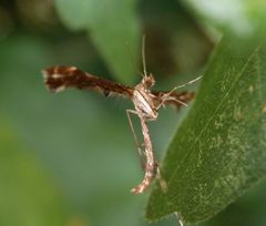 Die Federmotte Amblyptilia acanthadactyla war wieder im Haus