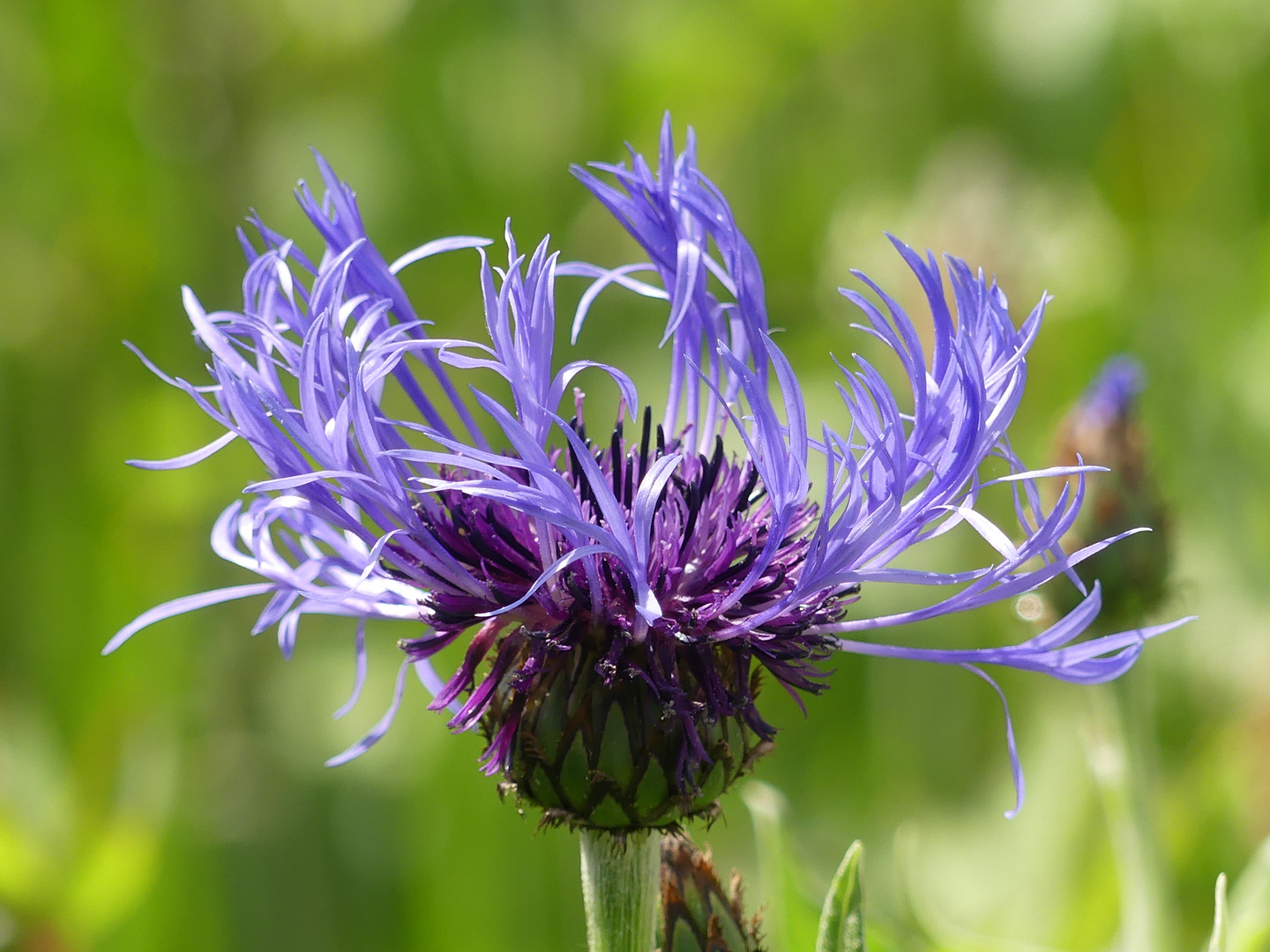 Die fedrigen Flockenblumen