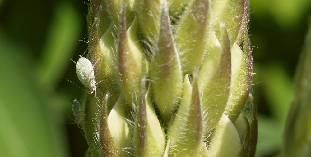 ...die fehlen mir grade noch im garten......