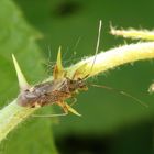 Die fein behaarte Weichwanze Closterotomus fulvomaculatus auf Brombeere