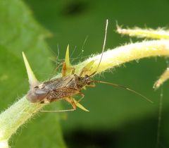 Die fein behaarte Weichwanze Closterotomus fulvomaculatus auf Brombeere