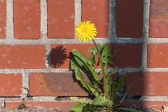 die Feine an der Mauer