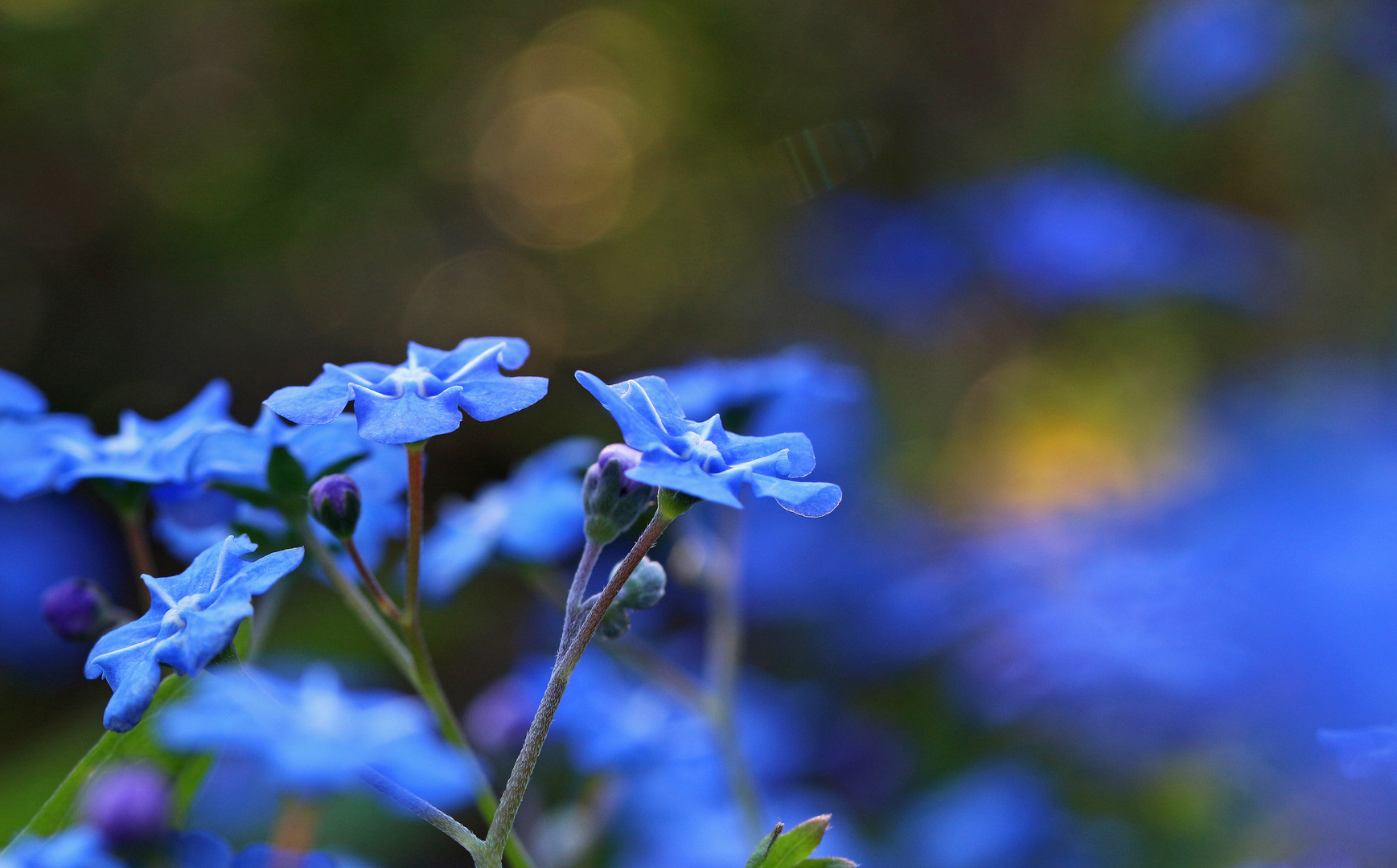 Die feinen blauen...