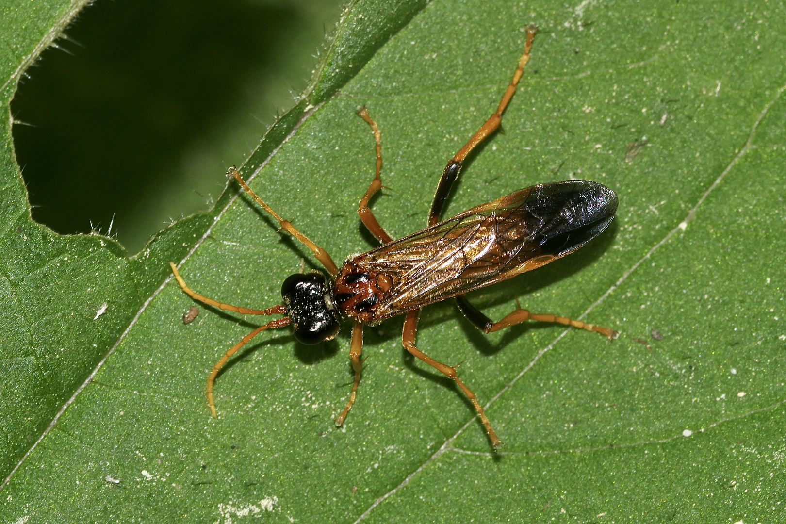 Die Feld-Blattwespe (Tenthredo campestris)