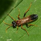 Die Feld-Blattwespe (Tenthredo campestris)