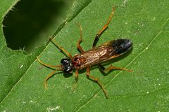 Die Feld-Blattwespe (Tenthredo campestris)