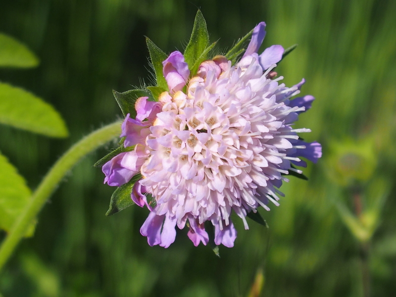 Die Feld-Witwenblume 'Knautia arvensis'