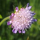 Die Feld-Witwenblume 'Knautia arvensis'