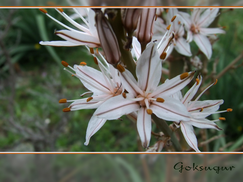 Die Feldblume