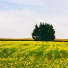 Die Felder bei Matzing