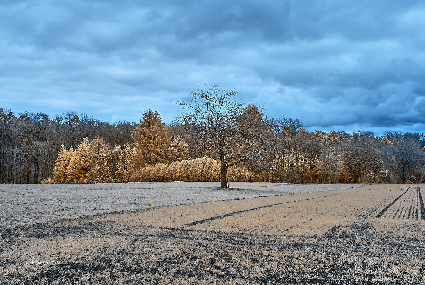 Die Felder im Winter