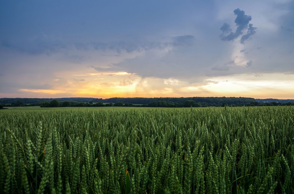 Die Felder Ostholsteins