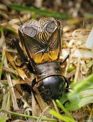 Die Feldgrille ist jetzt Erwachsen