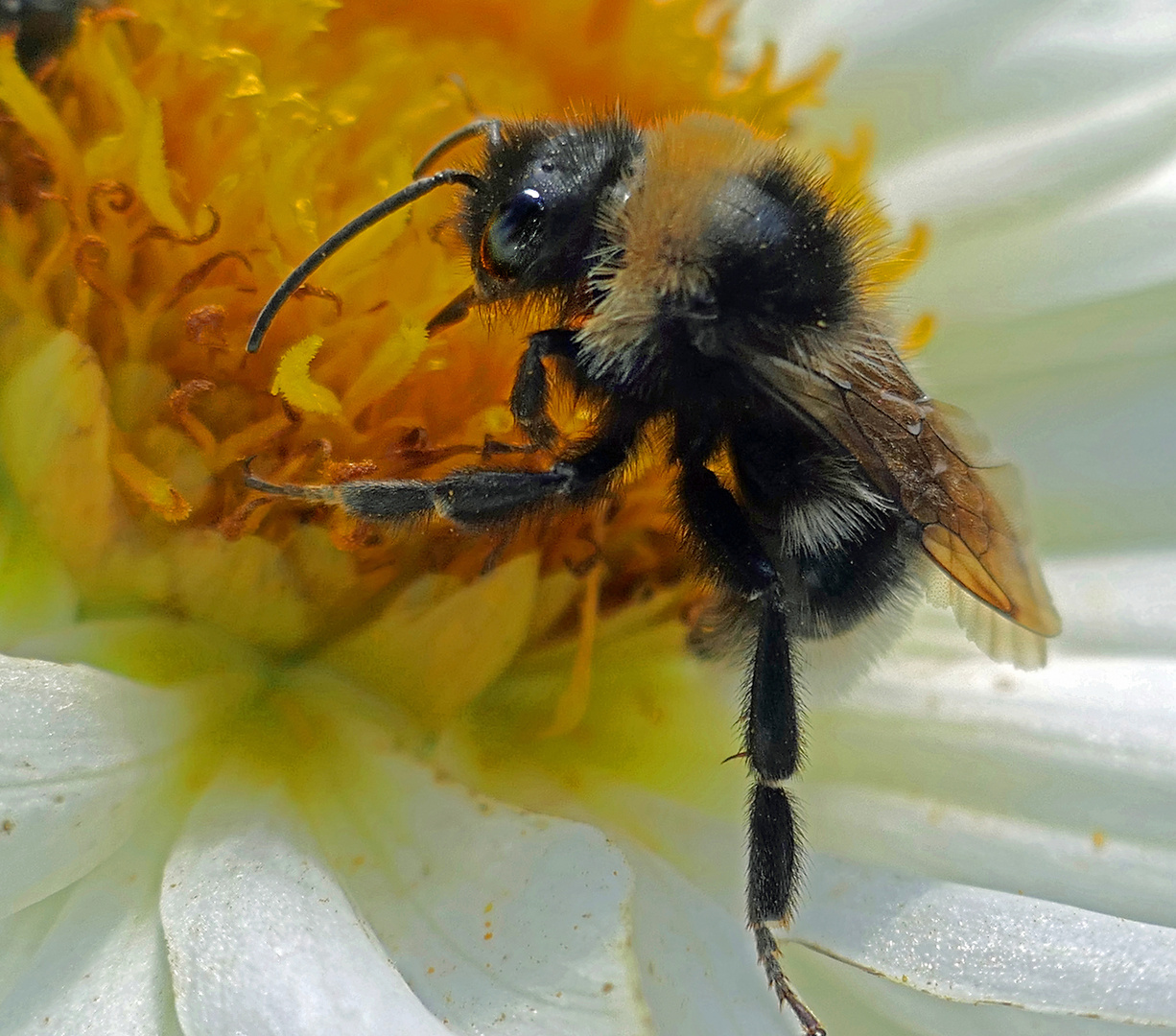 die Feldhummel 