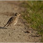 Die Feldlerche ... the Eurasion skylark