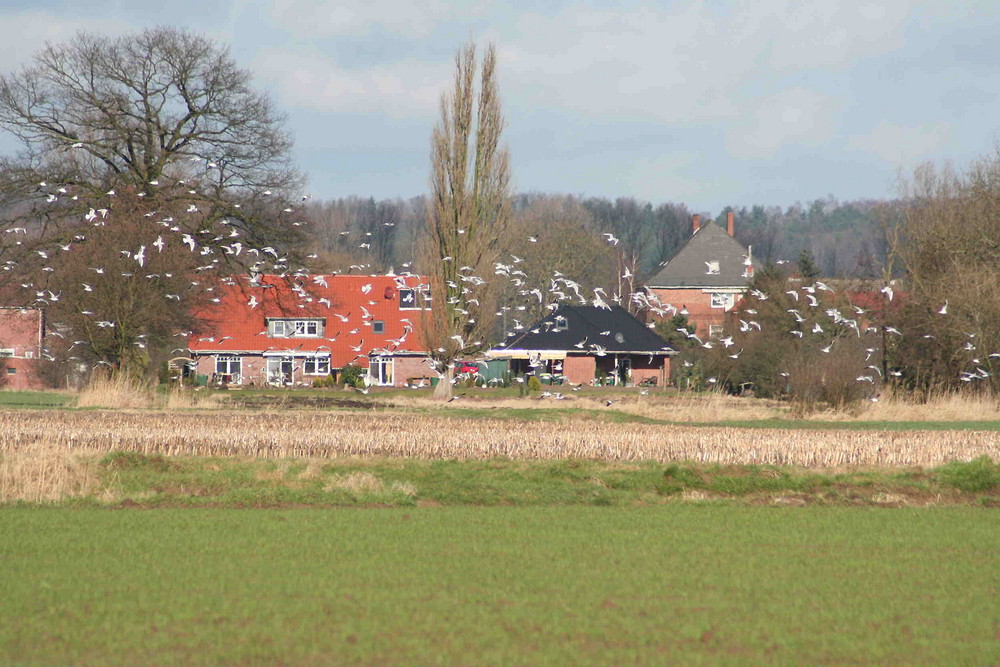 Die Feldmark IV.... (oder die Vögel)