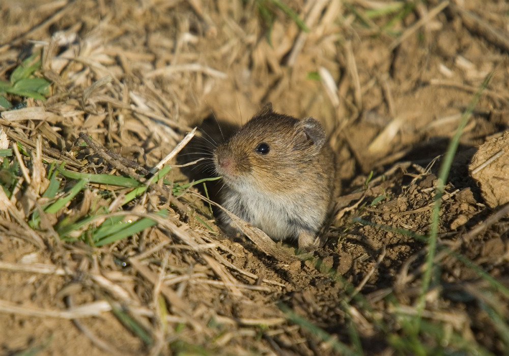 Die Feldmaus Foto & Bild tiere, wildlife, säugetiere Bilder auf