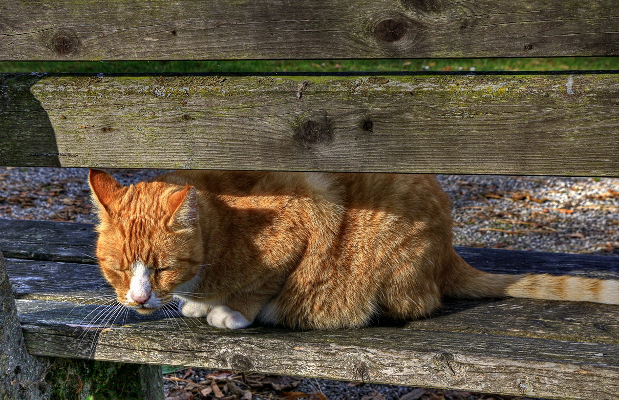 Die Fellfarbe dem Herbst angepasst 