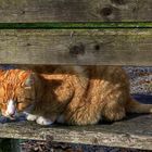 Die Fellfarbe dem Herbst angepasst 