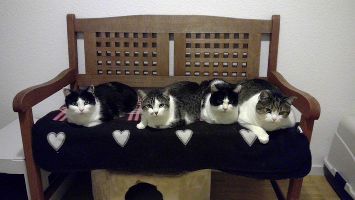 Die Fellnasen sind gewachsen und fühlen sich pudelwohl