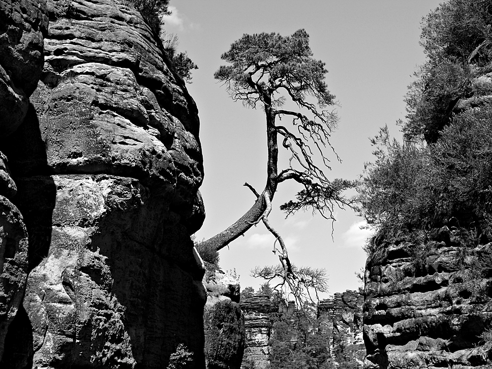 die Felsen