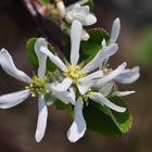 Die  Felsenbirne (Amelanchier ovalis)