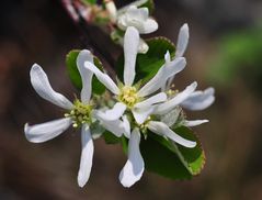 Die  Felsenbirne (Amelanchier ovalis)