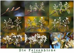 Die Felsenbirne