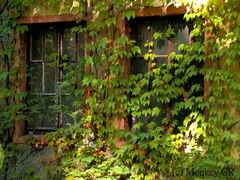 Die Fenster des Efeu - Hauses